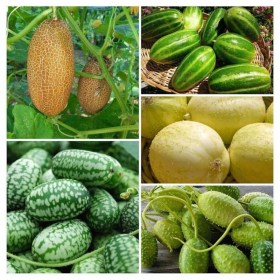 Egzotikus uborka válogatás 5 fajta - Akciós paradicsommagok az Egzotikus Növények Stúdiója kínálatából